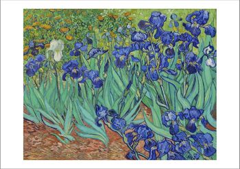 VINCENT VAN GOGH : Iris Fine Art Print - A3 (16 x 12")