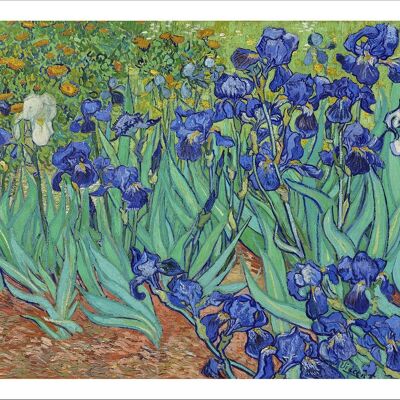 VINCENT VAN GOGH: Irises Fine Art Print - A3 (16 x 12")