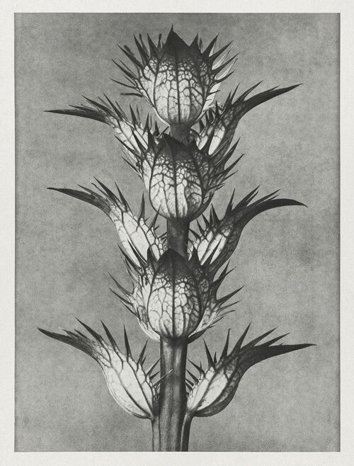 URFORMEN DER KUNST PRINTS: Botanical Plant Artworks by Karl Blossfeldt - A5 - Acanthus Mollis