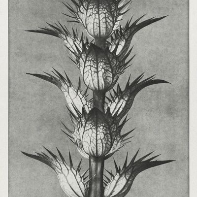 URFORMEN DER KUNST DRUCKE: Botanische Pflanzenkunstwerke von Karl Blossfeldt - A5 - Acanthus Mollis