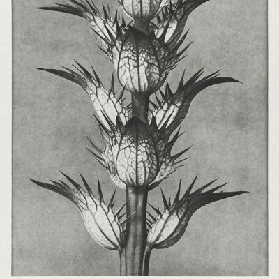 URFORMEN DER KUNST PRINTS: Botanical Plant Artworks by Karl Blossfeldt - A5 - Acanthus Mollis