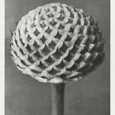 URFORMEN DER KUNST PRINTS: Botanische Pflanzenkunstwerke von Karl Blossfeldt - A5 - Cephalaria