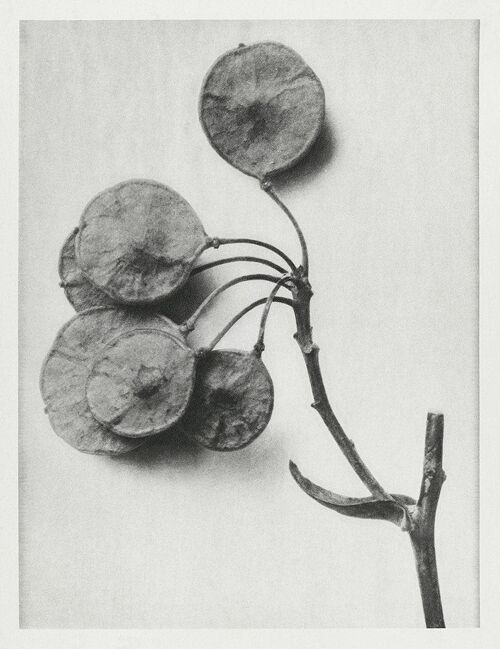 URFORMEN DER KUNST PRINTS: Botanical Plant Artworks by Karl Blossfeldt - A5 - Ptelea Trifoliata