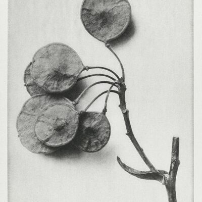 URFORMEN DER KUNST PRINTS: Botanische Pflanzenkunstwerke von Karl Blossfeldt – A5 – Ptelea Trifoliata