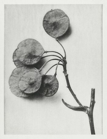 URFORMEN DER KUNST PRINTS : Oeuvres de plantes botaniques par Karl Blossfeldt - A5 - Ptelea Trifoliata