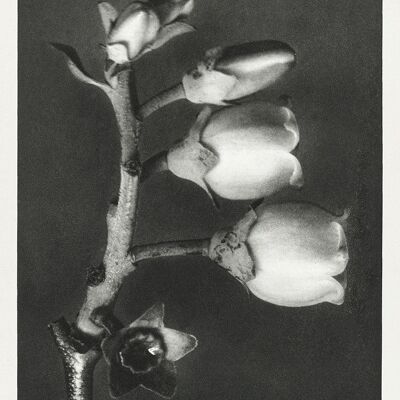 IMPRESIONES URFORMEN DER KUNST: Obras de plantas botánicas de Karl Blossfeldt - A5 - Vaccinium Corymbosum