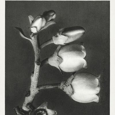 URFORMEN DER KUNST PRINTS: Botanical Plant Artworks by Karl Blossfeldt - A5 - Vaccinium Corymbosum