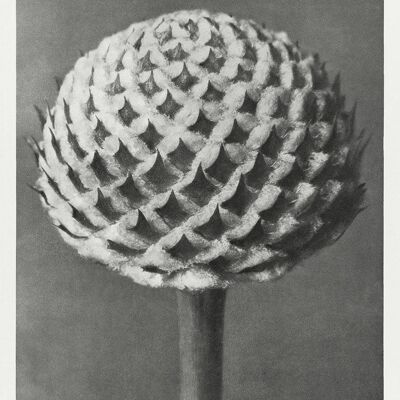 URFORMEN DER KUNST PRINTS: Botanische Pflanzenkunstwerke von Karl Blossfeldt - A4 - Cephalaria