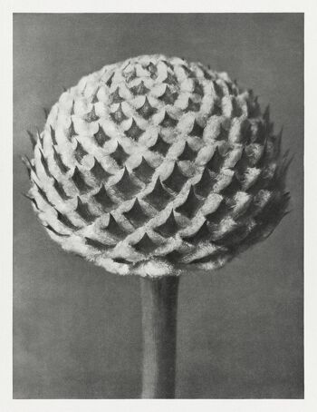 URFORMEN DER KUNST PRINTS: Oeuvres de plantes botaniques de Karl Blossfeldt - A4 - Cephalaria