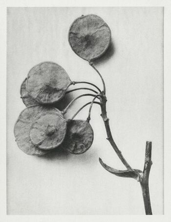 URFORMEN DER KUNST PRINTS : Oeuvres de plantes botaniques par Karl Blossfeldt - A4 - Ptelea Trifoliata