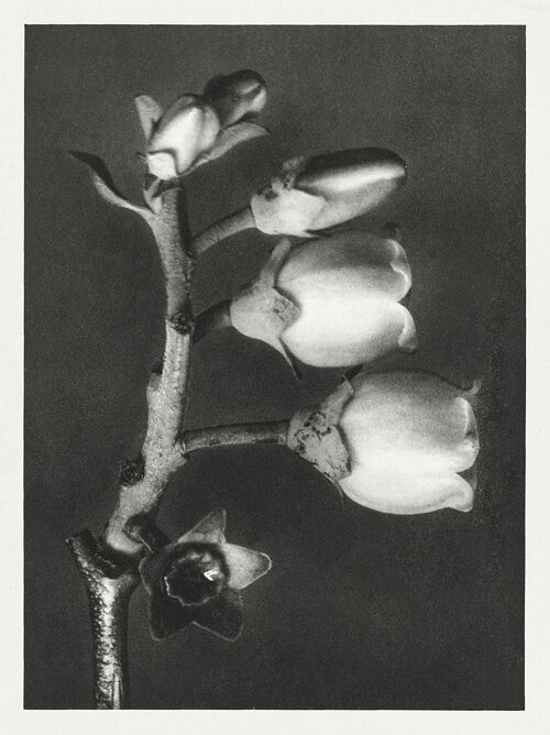 URFORMEN DER KUNST PRINTS: Botanical Plant Artworks by Karl Blossfeldt - A4 - Vaccinium Corymbosum