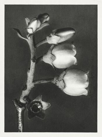 URFORMEN DER KUNST PRINTS : Oeuvres de plantes botaniques de Karl Blossfeldt - A4 - Vaccinium Corymbosum