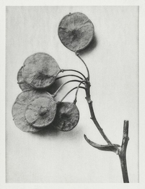 URFORMEN DER KUNST PRINTS: Botanical Plant Artworks by Karl Blossfeldt - A3 - Ptelea Trifoliata