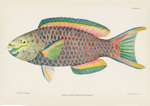 TROPICAL FISH PRINT: Pink and Green Queen Parrot Fish by Henry Baldwin - A5