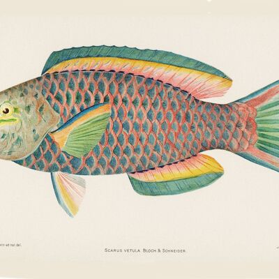TROPICAL FISH PRINT: Pink and Green Queen Parrot Fish by Henry Baldwin - A4