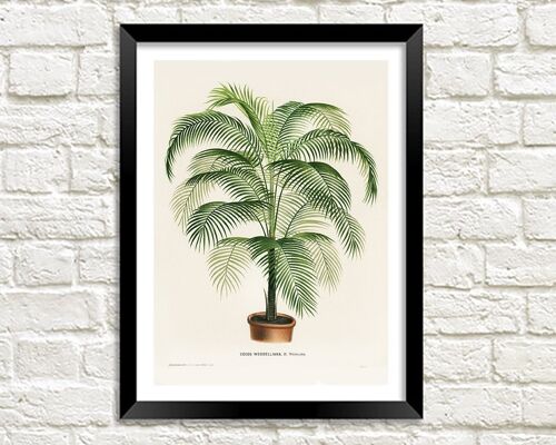 POTTED FERN PRINT: Vintage Botany Art Illustration - A5