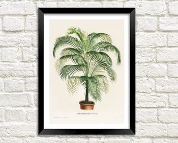 IMPRESSION DE FOUGÈRE EN POT : Illustration d'art botanique vintage - A4
