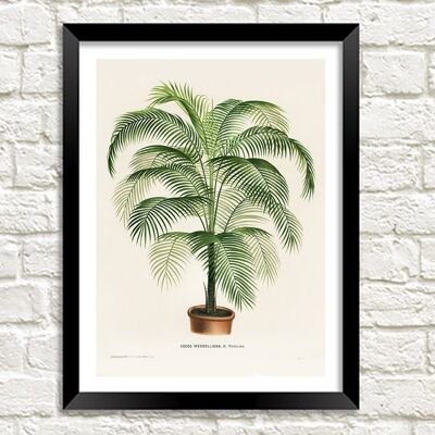 Stampa di felci in vaso: illustrazione d'arte botanica vintage - 16 x 24"