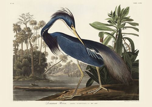 LOUISIANA HERON PRINT: Vintage Audubon Bird Art - A4