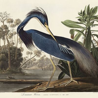 LOUISIANA HERON PRINT: Vintage Audubon Bird Art - A4