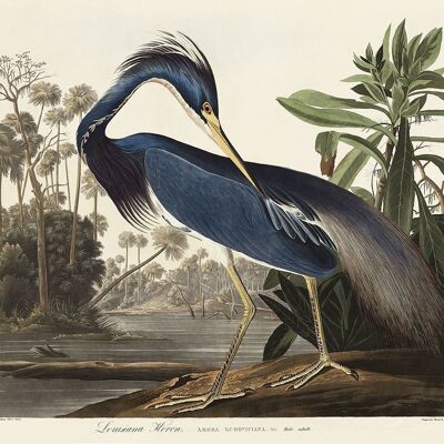 LOUISIANA HERON PRINT : Vintage Audubon Bird Art - A5