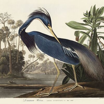 LOUISIANA HERON PRINT: Vintage Audubon Bird Art - A3