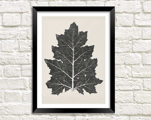 LEAF DRAWING PRINT: Black and White Botanical Art by Owen Jones - A3