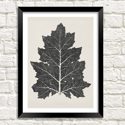 LEAF DRAWING PRINT: Black and White Botanical Art by Owen Jones - A3