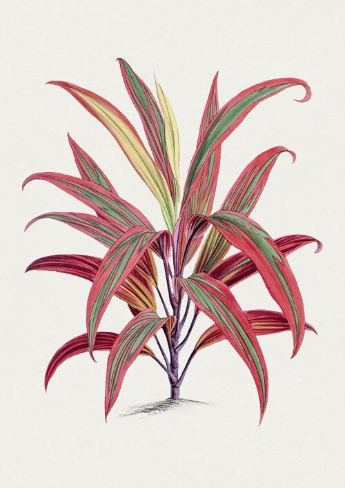 TI PLANT PRINTS: Red Leaf Hawaiian Plant Illustrations - A5 - Light red
