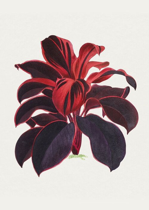 TI PLANT PRINTS: Red Leaf Hawaiian Plant Illustrations - A4 - Dark red