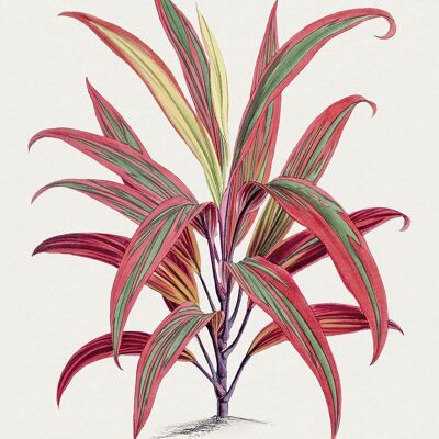 TI PLANT PRINTS: Red Leaf Hawaiian Plant Illustrations - A4 - Light red