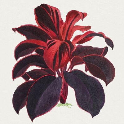 TI PLANT PRINTS: Ilustraciones de plantas hawaianas de hoja roja - A3 - Rojo oscuro