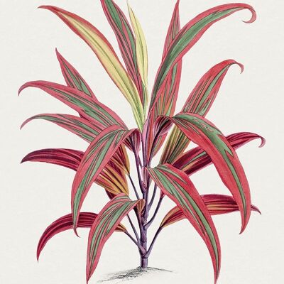 TI PLANT PRINTS: Red Leaf Hawaiian Plant Illustrations - A3 - Light red