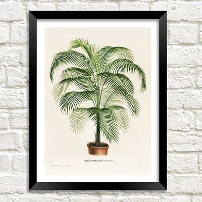 POTTED FERN PRINT: Cocos Weddelliana Lithograph - A5
