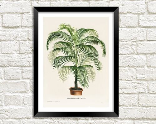 POTTED FERN PRINT: Cocos Weddelliana Lithograph - A4