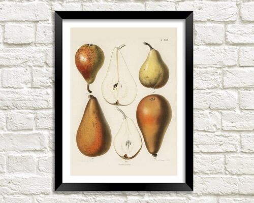 PEARS PRINT: Fruit Chromalithograph by Samuel Berghuis - A5