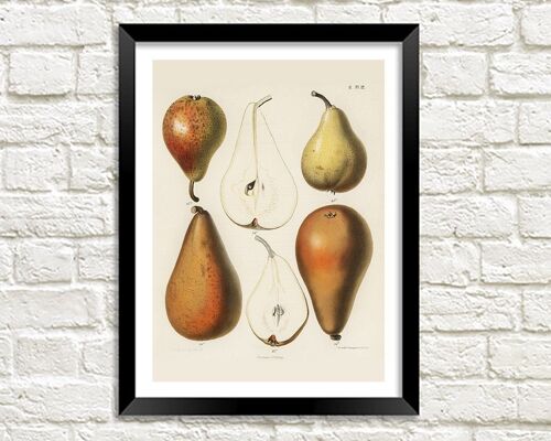 PEARS PRINT: Fruit Chromalithograph by Samuel Berghuis - A3