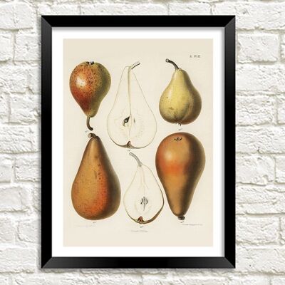 PEARS PRINT: Fruit Chromalithograph by Samuel Berghuis - A3
