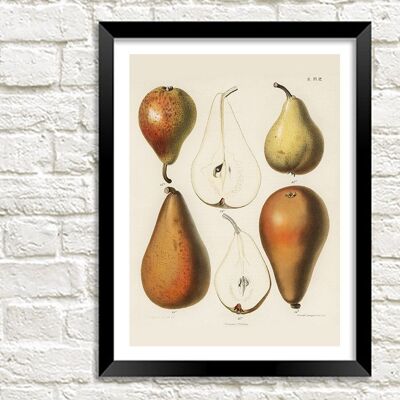 IMPRESIÓN DE PERAS: cromalitografía de frutas de Samuel Berghuis - 16 x 24"