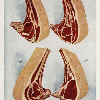 BUTCHER POSTERS: Grocer's Encylopedia Salchichas y bistecs Carne Impresiones artísticas - 7 x 5" - Costillas