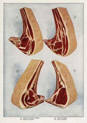 AFFICHES DE BOUCHER : Encyclopédie de l'épicier Saucisse et Steaks Viande Art Prints - A4 - Côtes levées