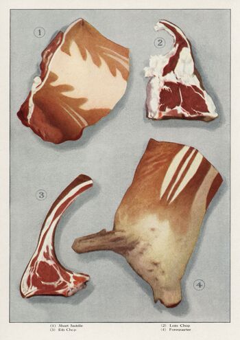AFFICHES DE BOUCHER : Encyclopédie de l'épicier Saucisse et Steaks Viande Art Prints - A4 - Agneau