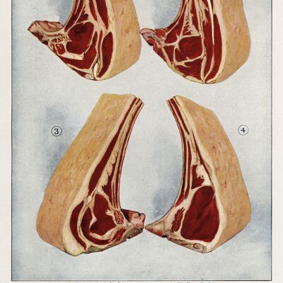 BUTCHER POSTERS: Grocer's Encylopedia Sausage and Steaks Meat Art Prints - A3 - Ribs