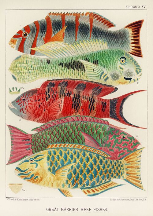 FISH PRINT: Great Barrier Reef Fishes by William Saville-Kent - A4