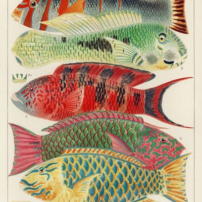 FISH PRINT : Poissons de la Grande Barrière de Corail par William Saville-Kent - A4