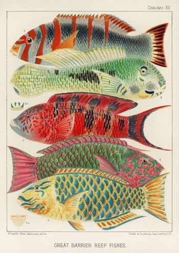 FISH PRINT : Poissons de la Grande Barrière de Corail par William Saville-Kent - A4