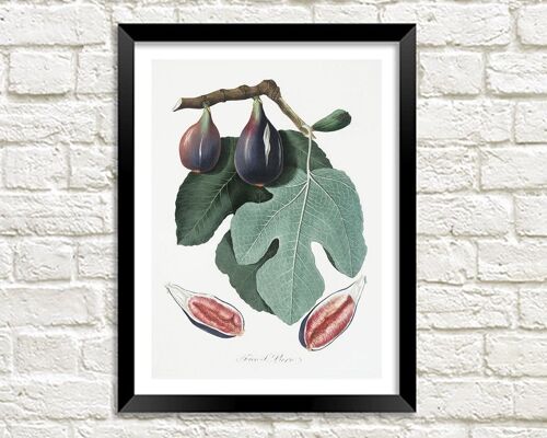 FIGS PRINT: Vintage Purple Fruit Art Illustration - A5