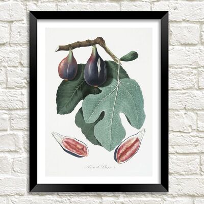 STAMPA FICHI: Illustrazione d'arte di frutta viola vintage - A5