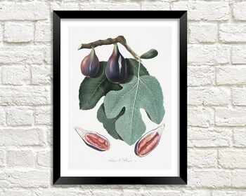IMPRESSION DE FIGUES : Illustration d'art de fruits violets vintage - A4