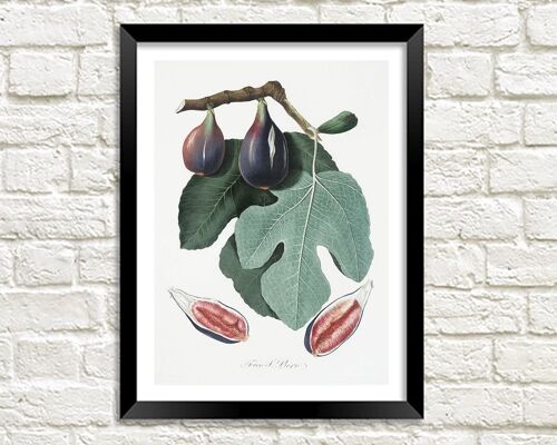 FIGS PRINT: Vintage Purple Fruit Art Illustration - A3